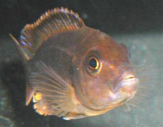 Welcher Fisch 3